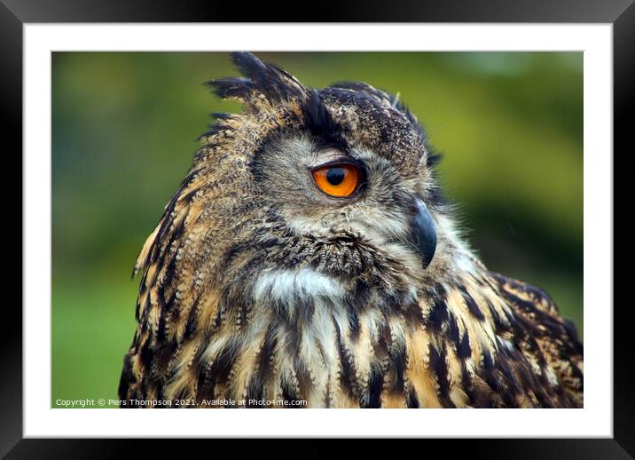 The European Eagle Owl Framed Mounted Print by Piers Thompson