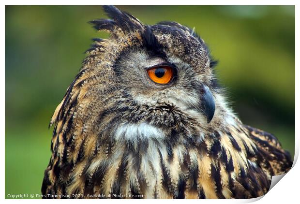 The European Eagle Owl Print by Piers Thompson