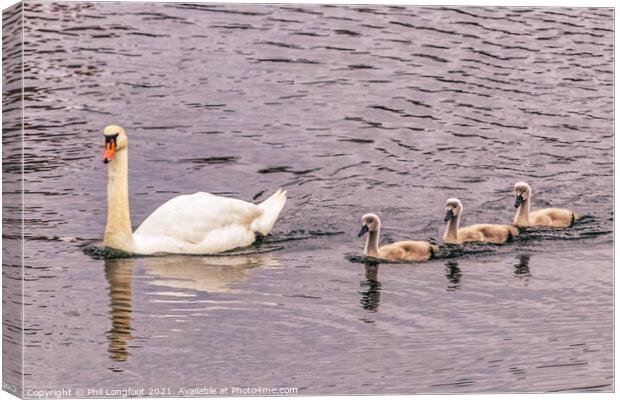 Swan family  Canvas Print by Phil Longfoot