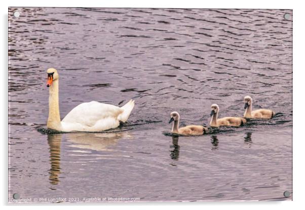 Swan family  Acrylic by Phil Longfoot