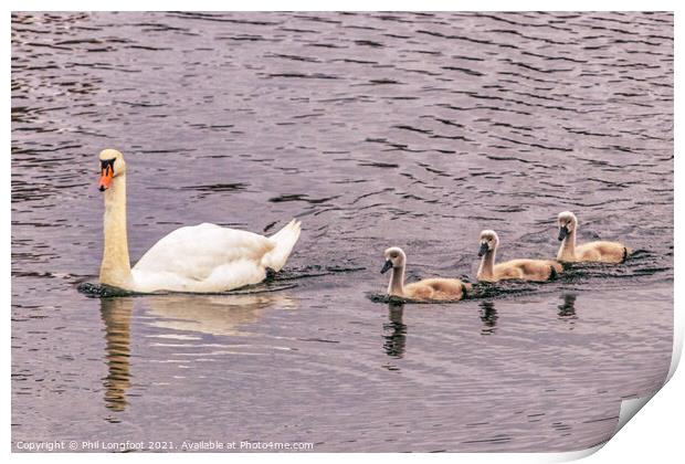 Swan family  Print by Phil Longfoot