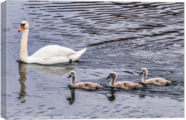 Swan Family 2  Canvas Print by Phil Longfoot
