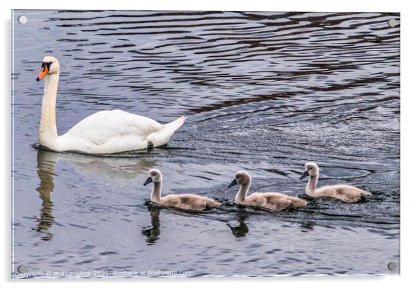 Swan Family 2  Acrylic by Phil Longfoot
