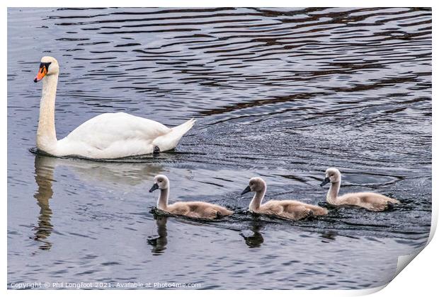 Swan Family 2  Print by Phil Longfoot