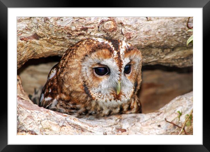 Tawny owl hiding in a tree Framed Mounted Print by Piers Thompson