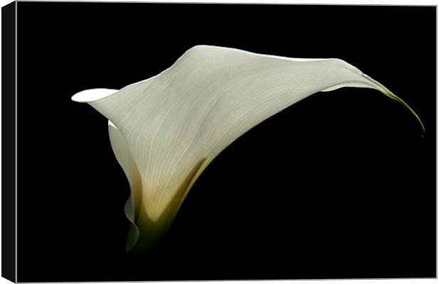 Simplicity - White Calla Lily Canvas Print by Serena Bowles