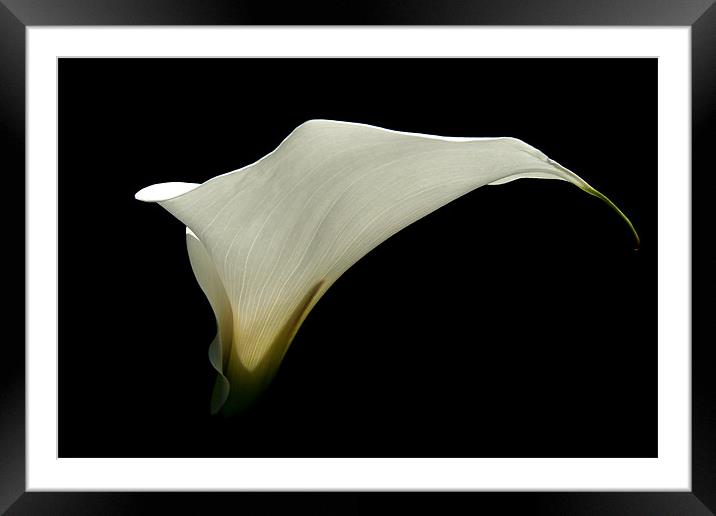 Simplicity - White Calla Lily Framed Mounted Print by Serena Bowles
