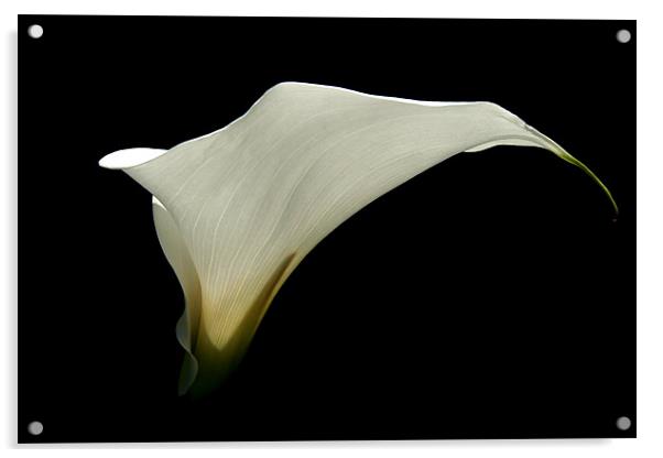 Simplicity - White Calla Lily Acrylic by Serena Bowles
