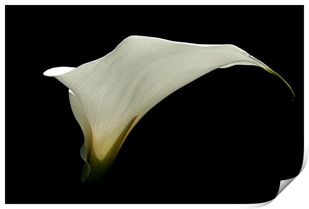 Simplicity - White Calla Lily Print by Serena Bowles