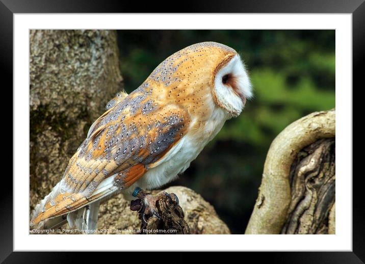 The barn owl perched Framed Mounted Print by Piers Thompson