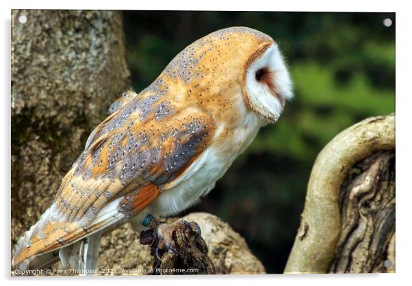 The barn owl perched Acrylic by Piers Thompson