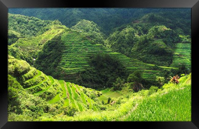 Banaue Rice Terrice Framed Print by Clive Eariss