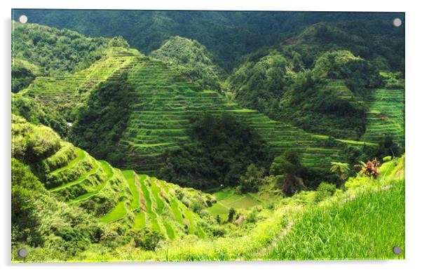 Banaue Rice Terrice Acrylic by Clive Eariss