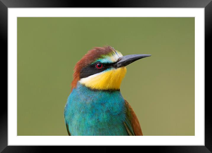 European Bee-eater Framed Mounted Print by Arterra 