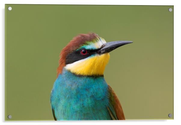 European Bee-eater Acrylic by Arterra 