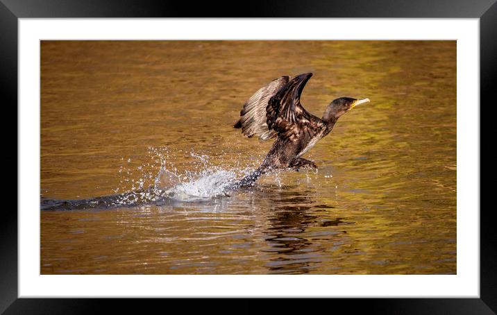 Cormorant Framed Mounted Print by Kevin Elias