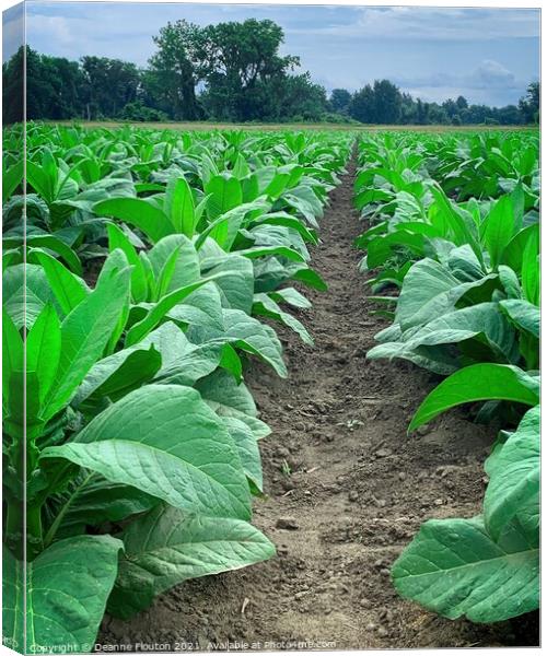 Verdant Tobacco Farmland Canvas Print by Deanne Flouton