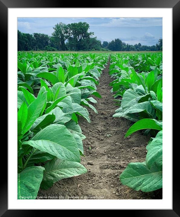 Verdant Tobacco Farmland Framed Mounted Print by Deanne Flouton