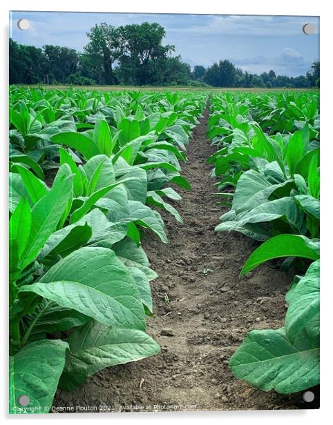 Verdant Tobacco Farmland Acrylic by Deanne Flouton