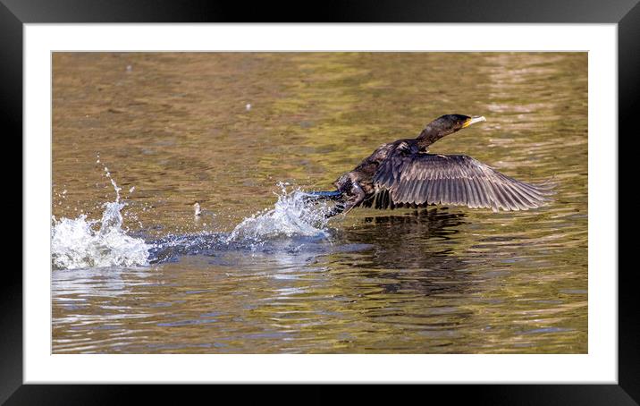 Cormorant take off Framed Mounted Print by Kevin Elias