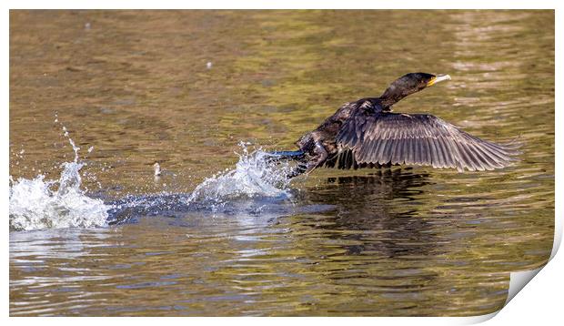 Cormorant take off Print by Kevin Elias