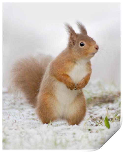 Red Squirrel in Snow Print by Macrae Images