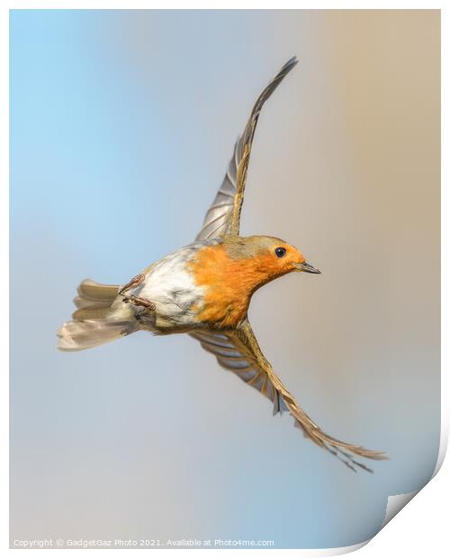 A happy Robin Redbreast Print by GadgetGaz Photo