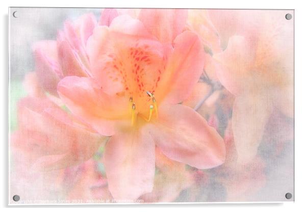 Azalea Flower in Spring Acrylic by Barbara Jones