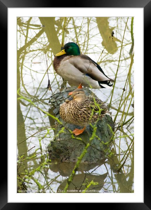 male and female mallard ducks cosy on a log Framed Mounted Print by Julie Tattersfield