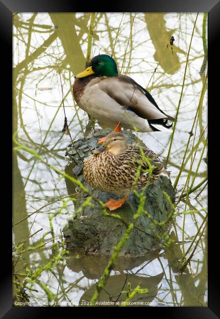 male and female mallard ducks cosy on a log Framed Print by Julie Tattersfield