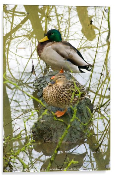 male and female mallard ducks cosy on a log Acrylic by Julie Tattersfield