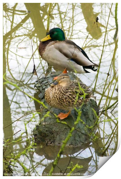 male and female mallard ducks cosy on a log Print by Julie Tattersfield