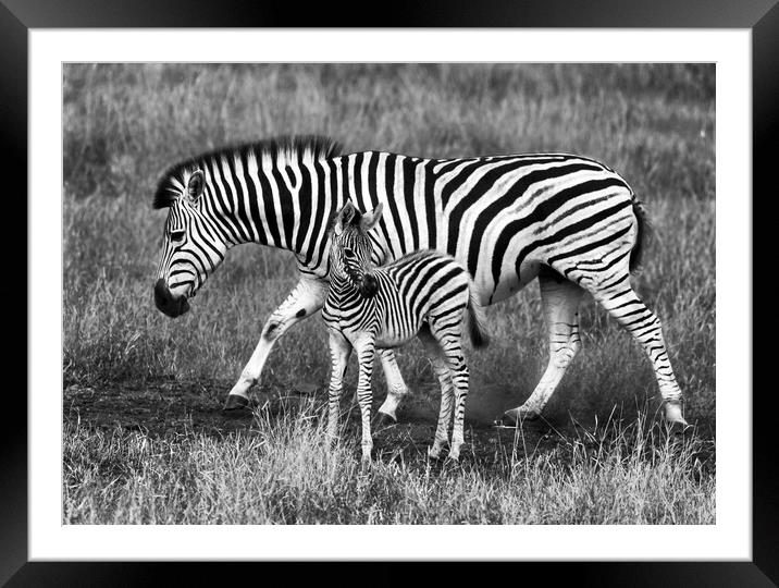 Zebra and foal Framed Mounted Print by tim miller