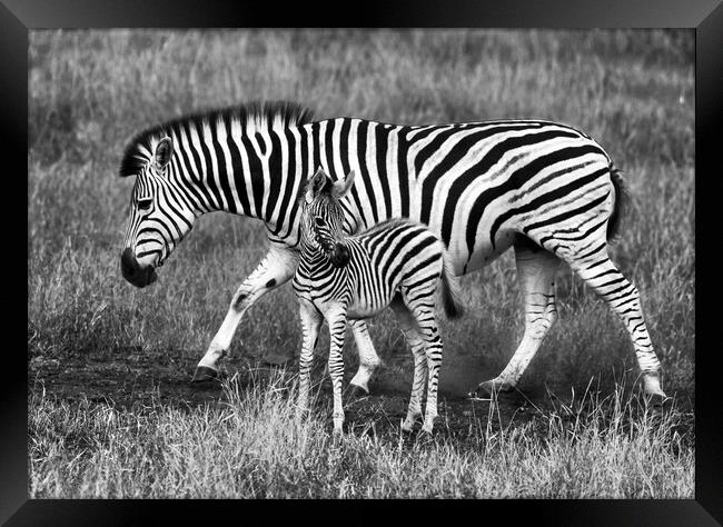 Zebra and foal Framed Print by tim miller