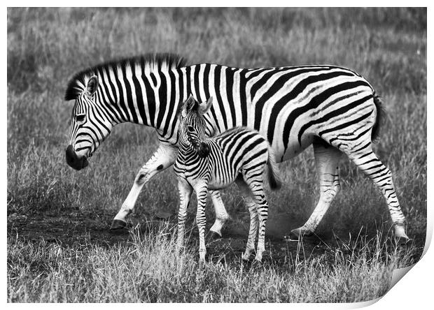 Zebra and foal Print by tim miller