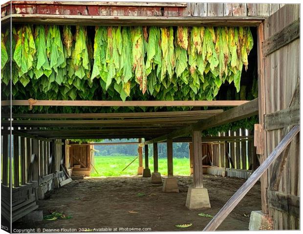 The Essence of Tobacco Farming Canvas Print by Deanne Flouton