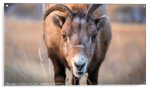 A close up of a bighorn sheep Acrylic by Steve Furst