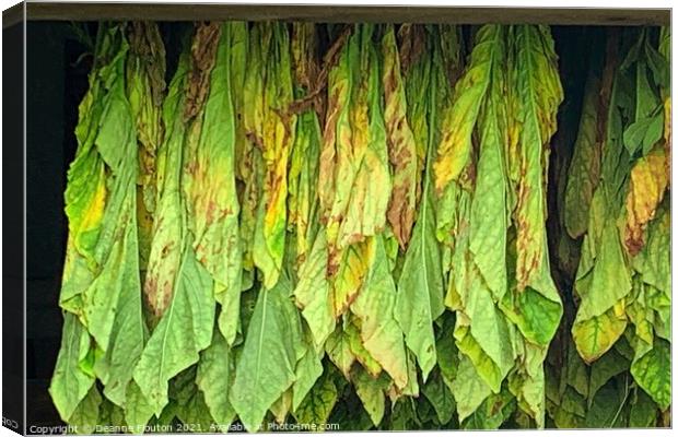 Tobacco Curing in Massachusetts Barn Canvas Print by Deanne Flouton