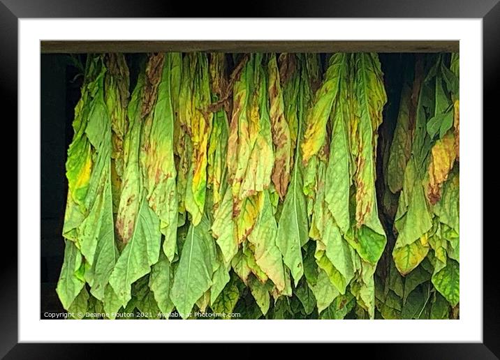 Tobacco Curing in Massachusetts Barn Framed Mounted Print by Deanne Flouton