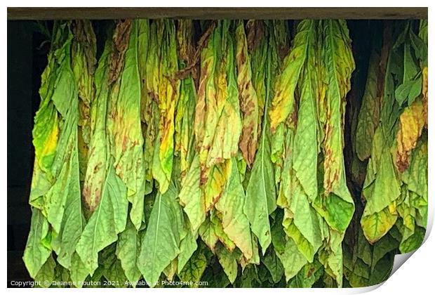 Tobacco Curing in Massachusetts Barn Print by Deanne Flouton