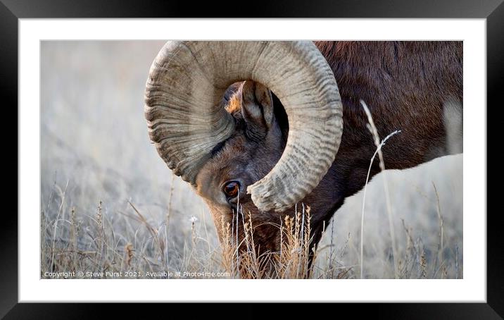 A big horn sheep grazing in a field Badlands South Framed Mounted Print by Steve Furst