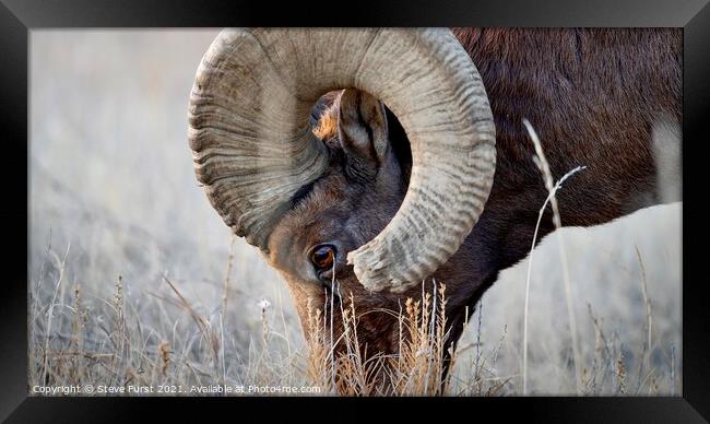 A big horn sheep grazing in a field Badlands South Framed Print by Steve Furst