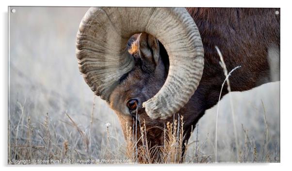 A big horn sheep grazing in a field Badlands South Acrylic by Steve Furst