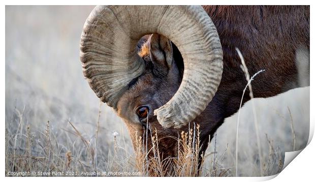 A big horn sheep grazing in a field Badlands South Print by Steve Furst