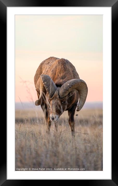 A Bighorn stare down. Framed Mounted Print by Steve Furst
