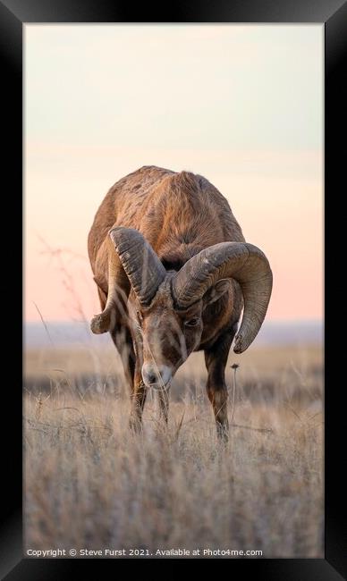A Bighorn stare down. Framed Print by Steve Furst