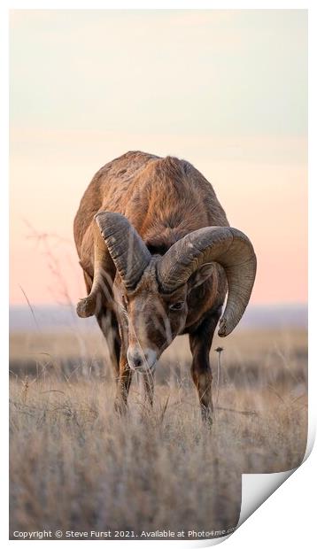 A Bighorn stare down. Print by Steve Furst