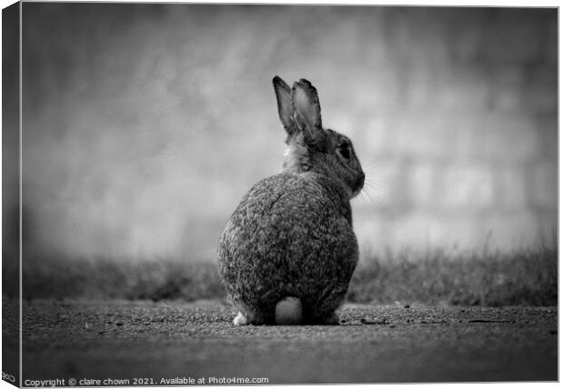Wild Rabbit in monochrome  Canvas Print by claire chown