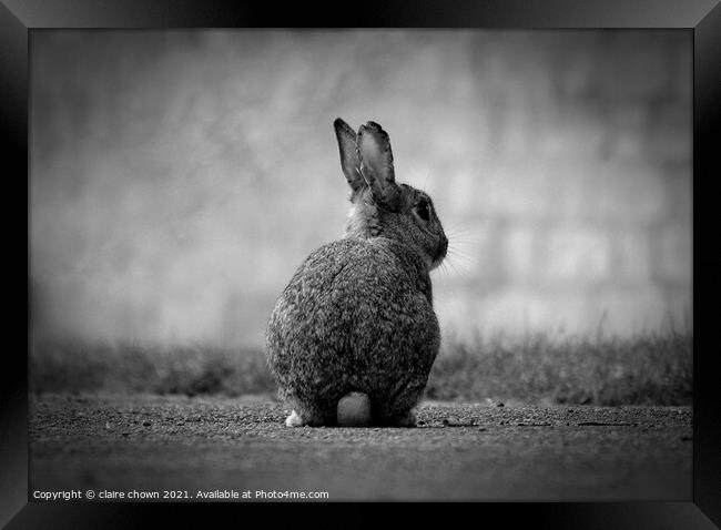 Wild Rabbit in monochrome  Framed Print by claire chown