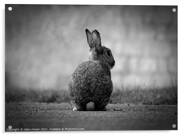 Wild Rabbit in monochrome  Acrylic by claire chown